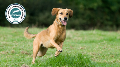 Walks Are Not Enough: The Crucial Role of Mental Stimulation in Enhancing Canine Fitness and Health