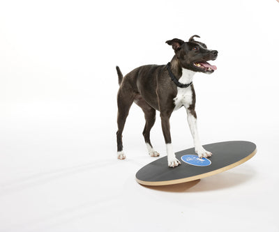 FitPaws Wobble Board, Dog Balance Training Platform Size 20
