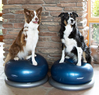Top 5 Reasons All Dogs Need Balance Equipment