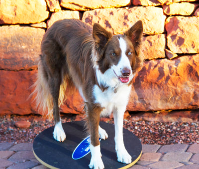 How To Get Started In Your Doggie Gym