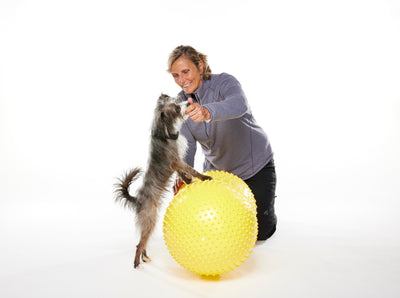 The Best Fitness Equipment for Your Dog's Home Gym