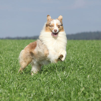 The Types of Dogs That Need a Fitness Routine