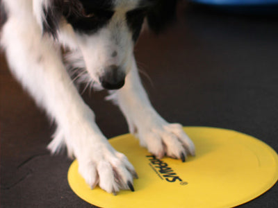 Target Training Your Dog with Fitpaws Targets!