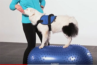 Enhancing the Education of Service Dogs Using Fitpaws Equipment