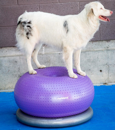 Balance and Stability Exercises for Dogs