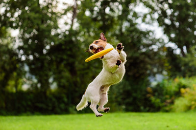 Exercise for the Sporting Dog