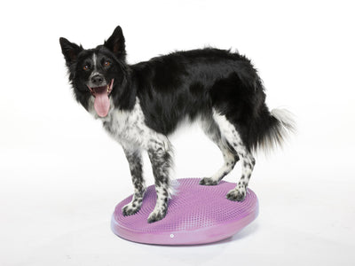 9 Balance Disc Exercises for Fun Canine Fitness