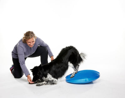 The Difference Between Human and Canine Fitness Equipment