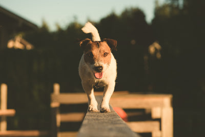 SMART Goal Setting to Level Up Your Dog's Fitness