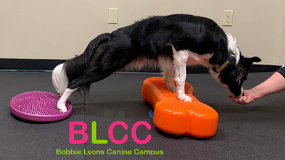 Most Common Dog Training Behaviors and Cues
