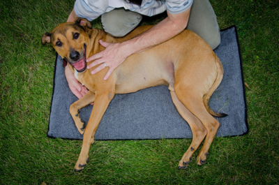 Common Injuries in the Canine Athlete