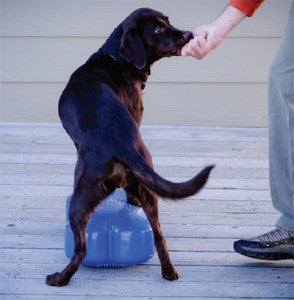 K9FITbone™ SIDE STEP DRILL
