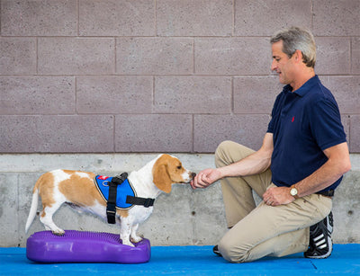 Top Five Reasons To Hire A Canine Fitness Expert