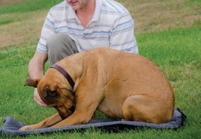 Stretching your dog is important for their health and flexibility