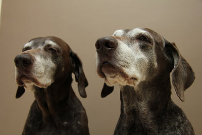 Using Exercise to Keep Senior Dog's Cognitively Fit