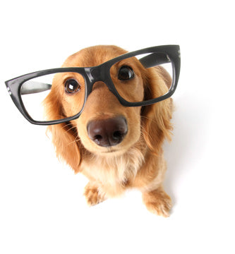 Can Exercise Really Make Your Dog Smarter?