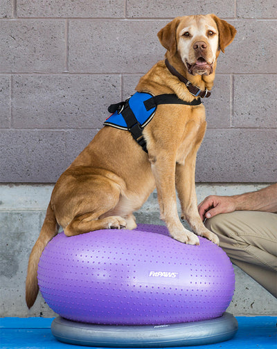 13 Ways to Use the FitPaws Donut for Full Body Canine Conditioning
