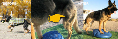 How Fitpaws Equipment Benefits Tripawds®