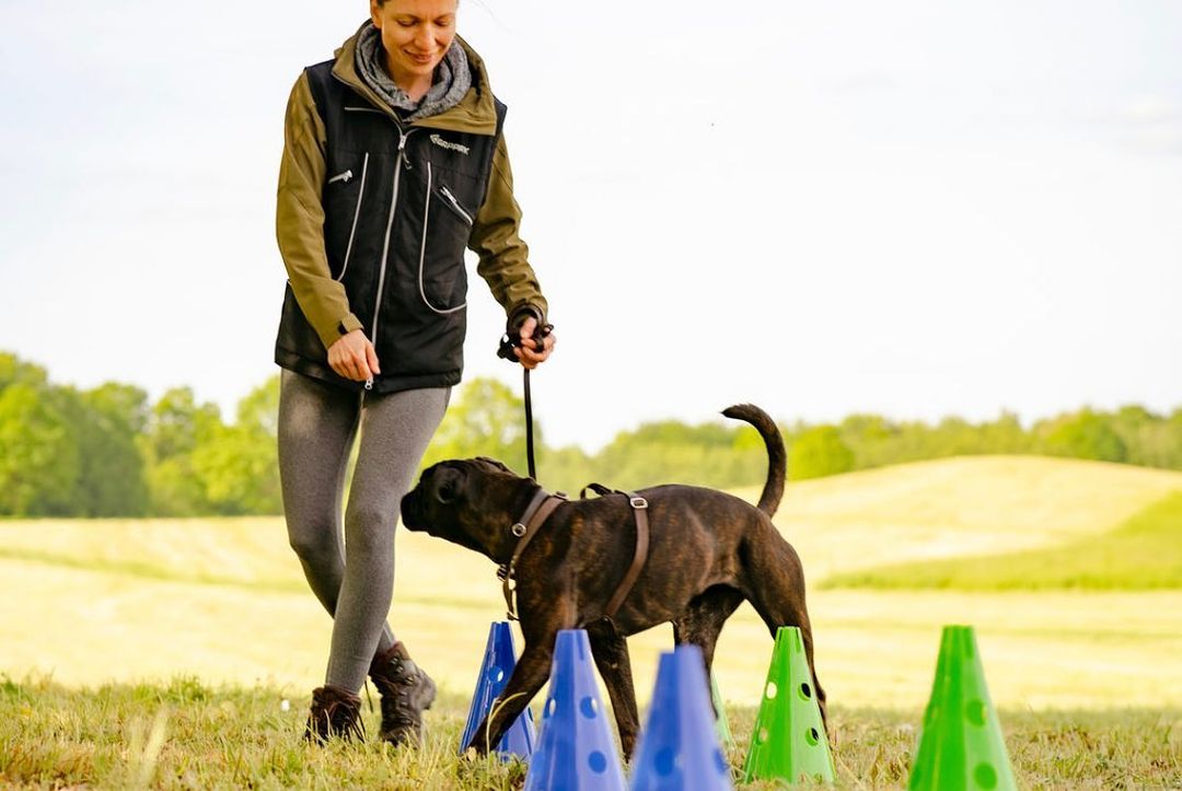 6 Awesome Benefits of Dog Agility Training – FitPaws
