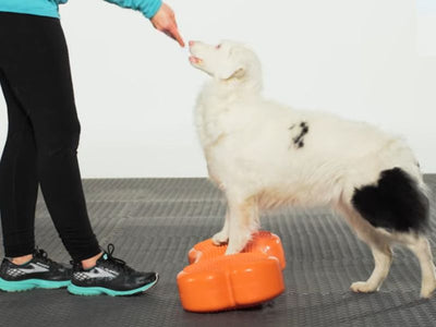 Dedicated to Excellence in Canine Fitness Training