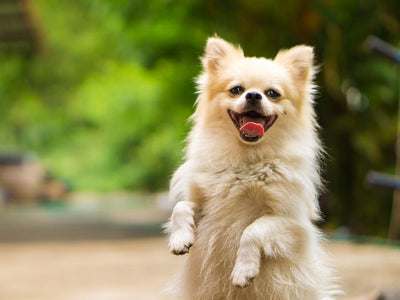 Top 5 Exercises to Strengthen Your Dog’s Back Legs
