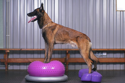 Beginner Guidelines for Safe Canine Fitness