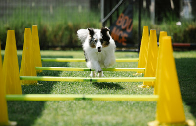 Dog Fitness for Busy People