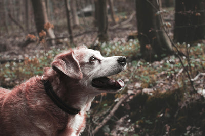 SENIOR DOGS – Two Exercises To Keep Them Going Strong