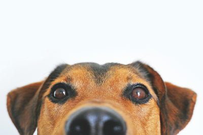 Improve Your Dog's Training with Whiteboarding