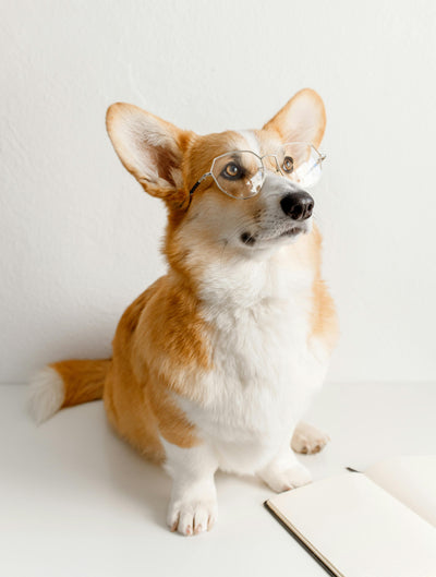 Canine Strength Exercise - Sit To Stand