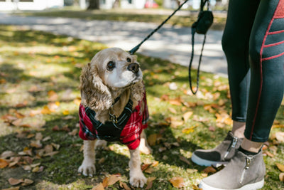 Improved Foot Targeting for Better Dog Training