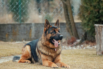 Using Down-Stay For Daily Canine Exercise