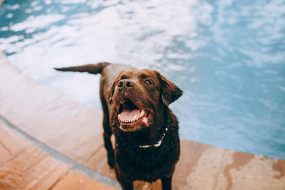 Dock Jumping Training With Fitpaws Canine Conditioning Equipment