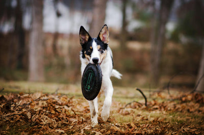 Ten Canine Exercise and Conditioning Tips for You and Your Dog