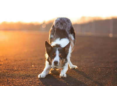Cookie Stretches