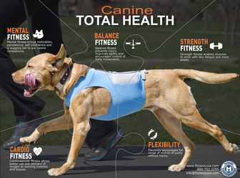 Is Canine Fitness a Fad?