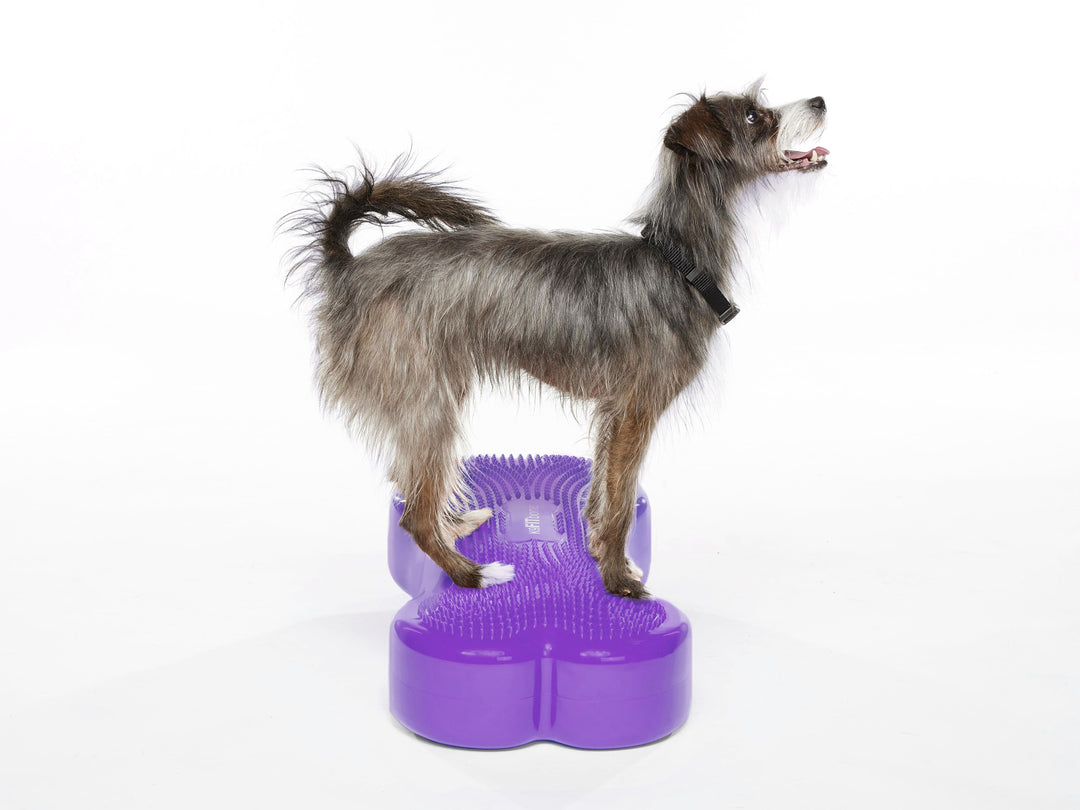 Regular K9FITbone Dog Balance Training Platform – FitPaws