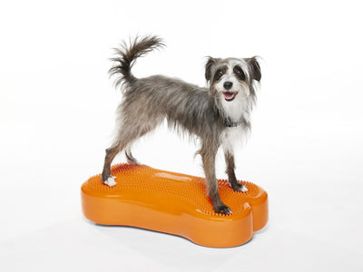 FitPaws K9FITbone Regular Dog Balance Training Platform - Orange