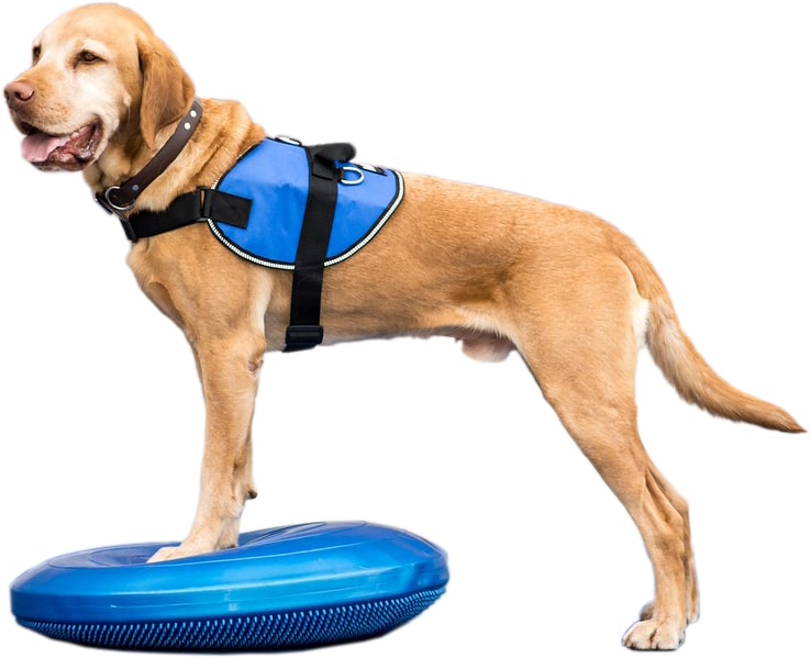 FitPAWS Balance Disc  Exercise Tool for Dogs - J&J Dog Supplies