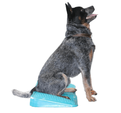 Balance Ramp Product Guidelines – FitPaws