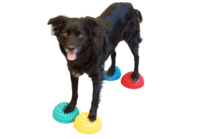 Paw Pods Product Guidelines – FitPaws