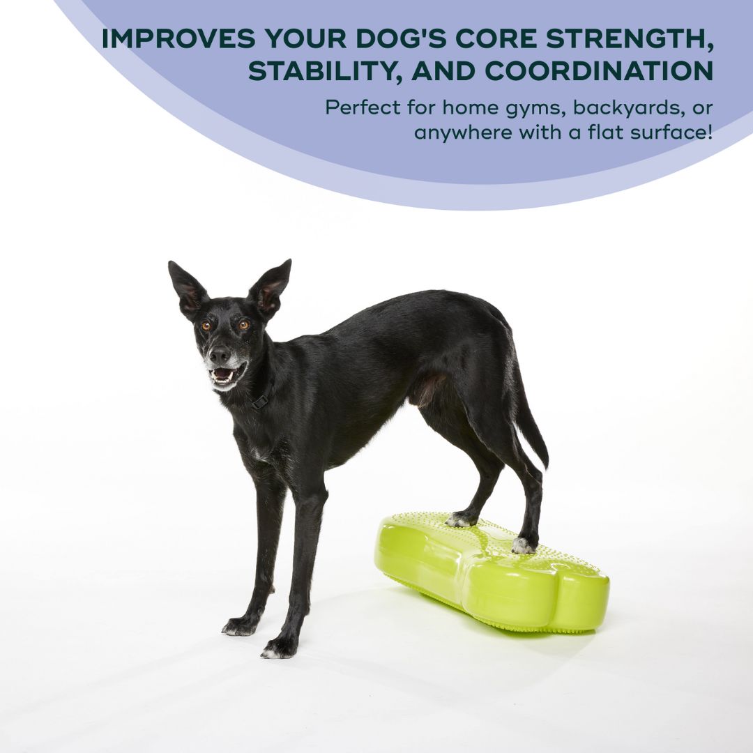 FitPAWS K9FITbone バランスクッション エクササイズ リハビリ FitPaws-Regular-Fitbone-All-