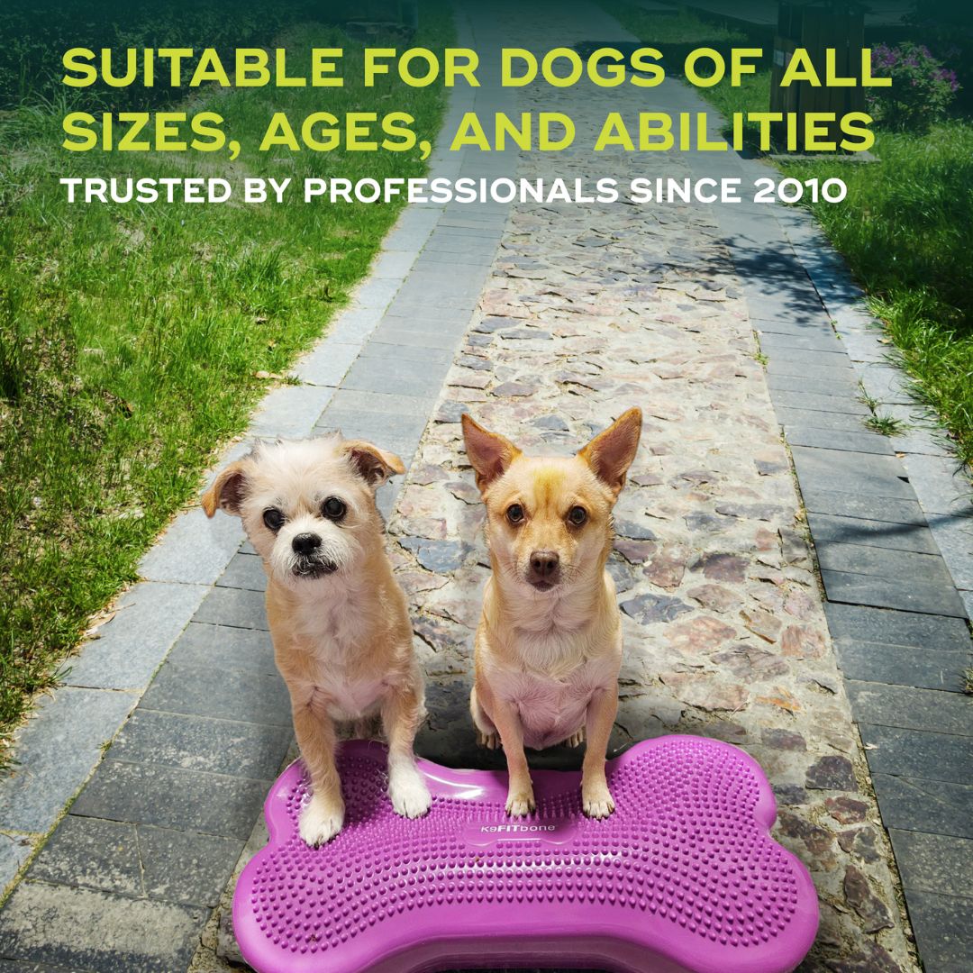Regular K9FITbone Dog Balance Training Platform – FitPaws