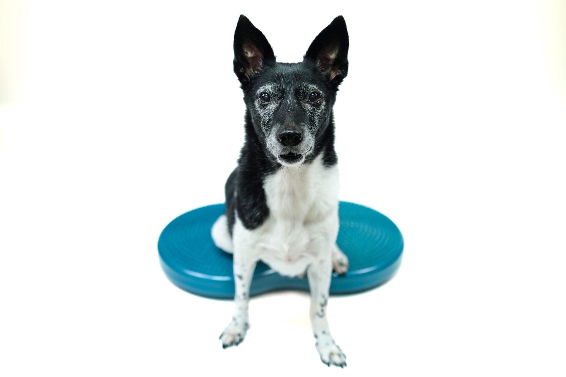 FitPaws Duo Disc