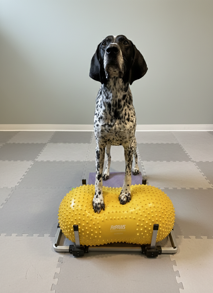 Fitpaws-Product-STabilizer-