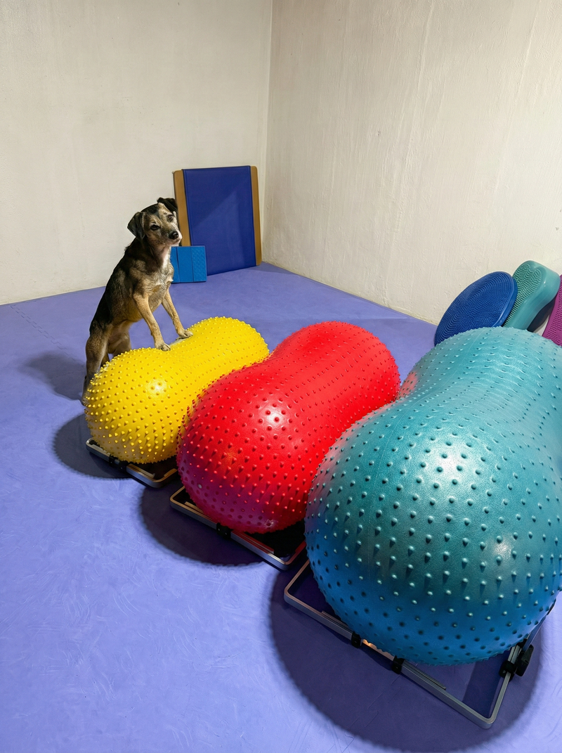 FitPaws Product Stabilizer & TRAX Peanut Bundle