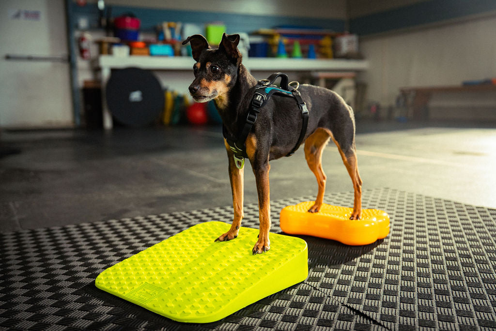 Fitpaws Inflatable Ramp FitPaws Balance Ramp