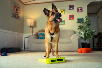 Fitpaws Inflatable Ramp Balance Ramp Product Guidelines – FitPaws