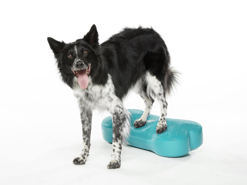 FitPaws K9FITbone Regular Dog Balance Training Platform - Aqua