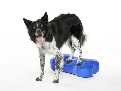 FitPaws K9FITbone Regular Dog Balance Training Platform - Blue